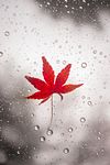 La feuille d'érable sous la pluie