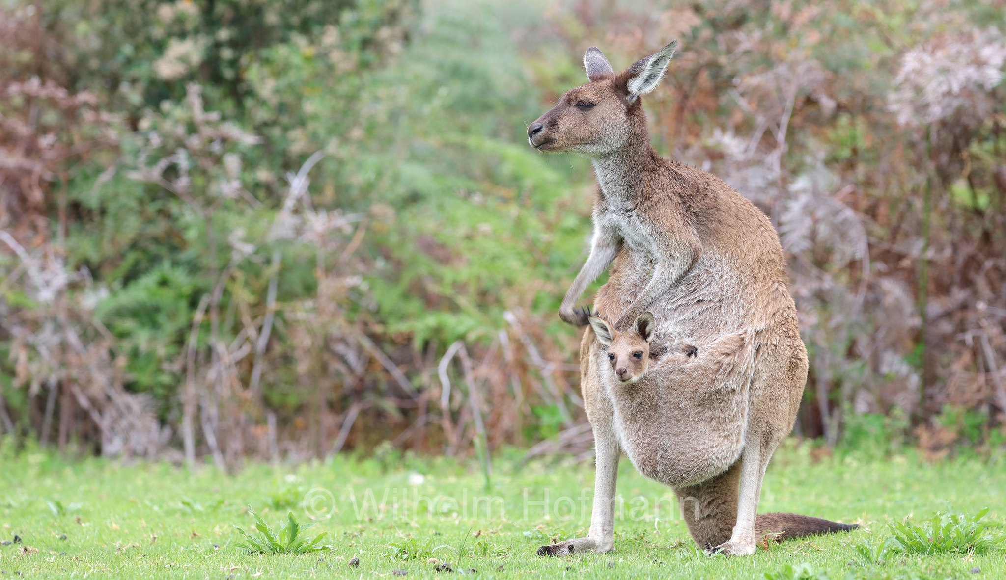 Macropus fuliginosus, western grey kangaroo, western grey giant kangaroo, black-faced kangaroo, mallee kangaroo, sooty kangaroo, Westliches Graues Riesenkänguru, canguro grigio occidentale, Yanchep National Park, Yanchep-Nationalpark, Parco Nazionale Yanchep, Western Australia, Westaustralien, Australia Occidentale, Australia, Australien