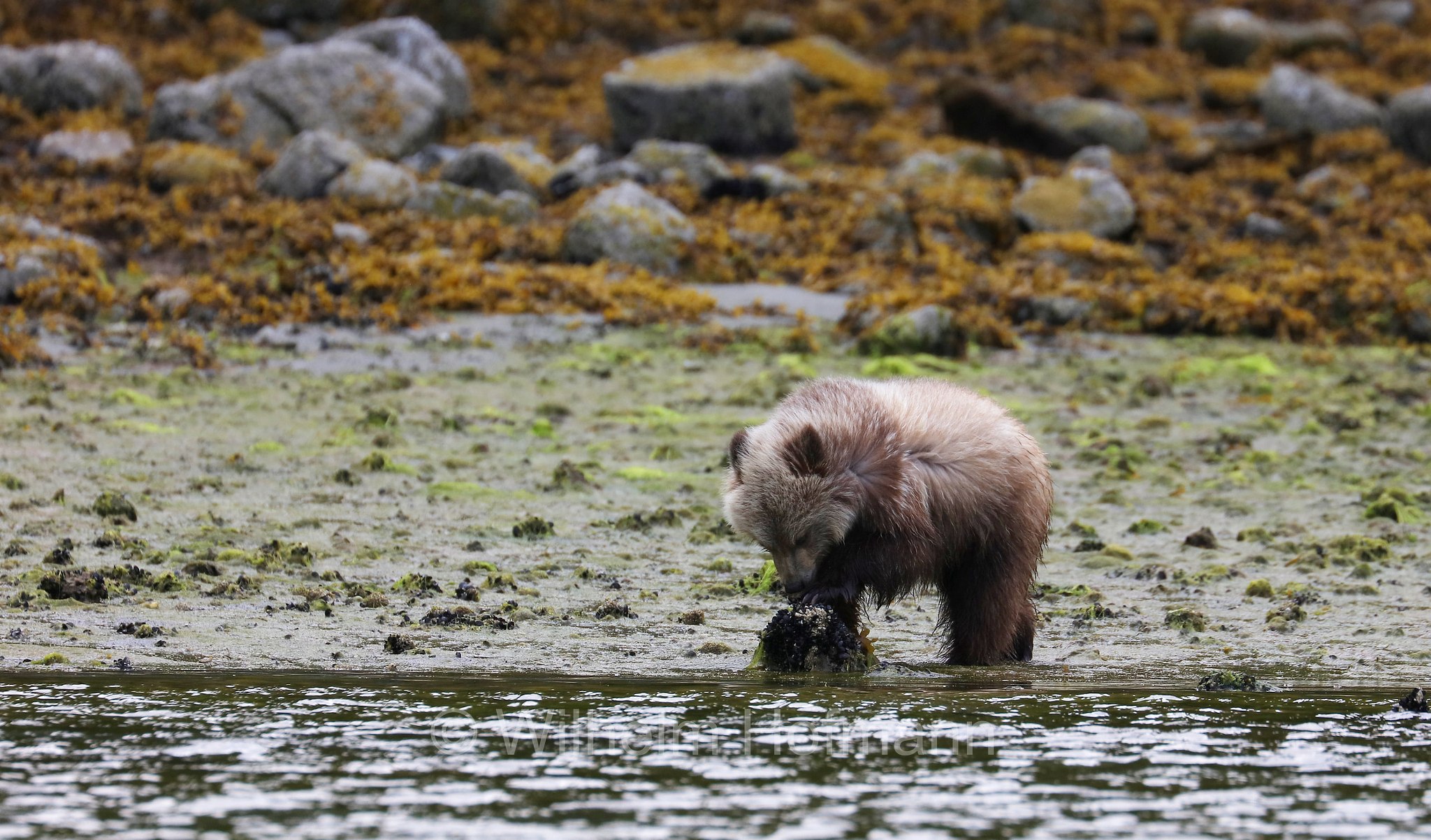Ursus arctos horribilis, grizzly bear, grizzly, North American brown bear, Grizzlybär, Graubär, orso grizzly, grizzly, orso grigio, Knight Inlet, Glendale Cove, British Columbia, Columbia Britannica, Canada, Kanada