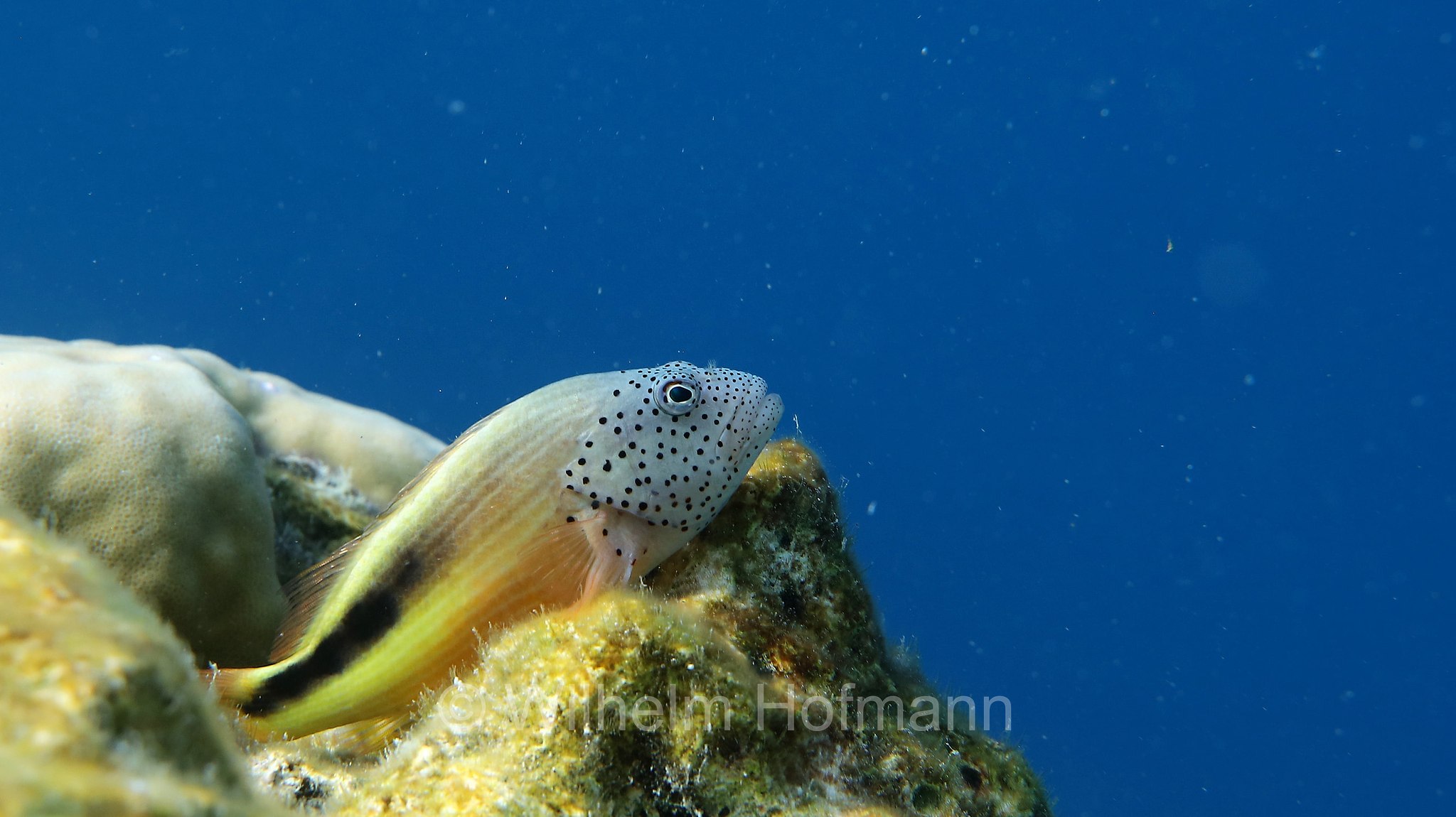 black-sided hawkfish, freckled hawkfish, Forster's hawkfish, Gestreifte Korallenwächter, Forsters Büschelbarsch, pesce falco di Forster, Paracirrhites forsteri, Malediven, Maldives, Maledive, fihalhohi island resort
