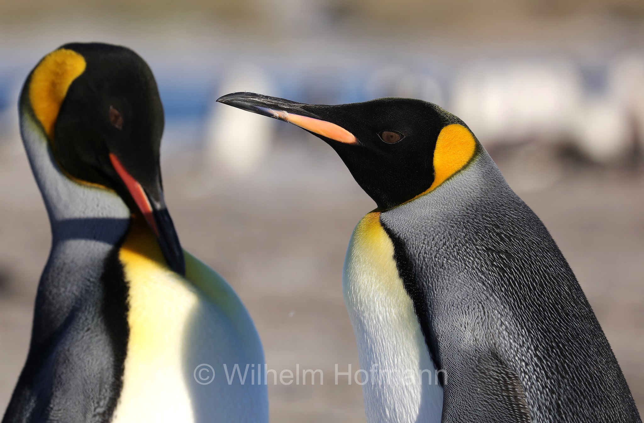 king penguin, Königspinguin, pinguino reale, Aptenodytes patagonicus, Sealion Island, Sea Lion Island, Isla de los Leones Marinos, Falkland Islands, Falklandinseln, Isole Falkland