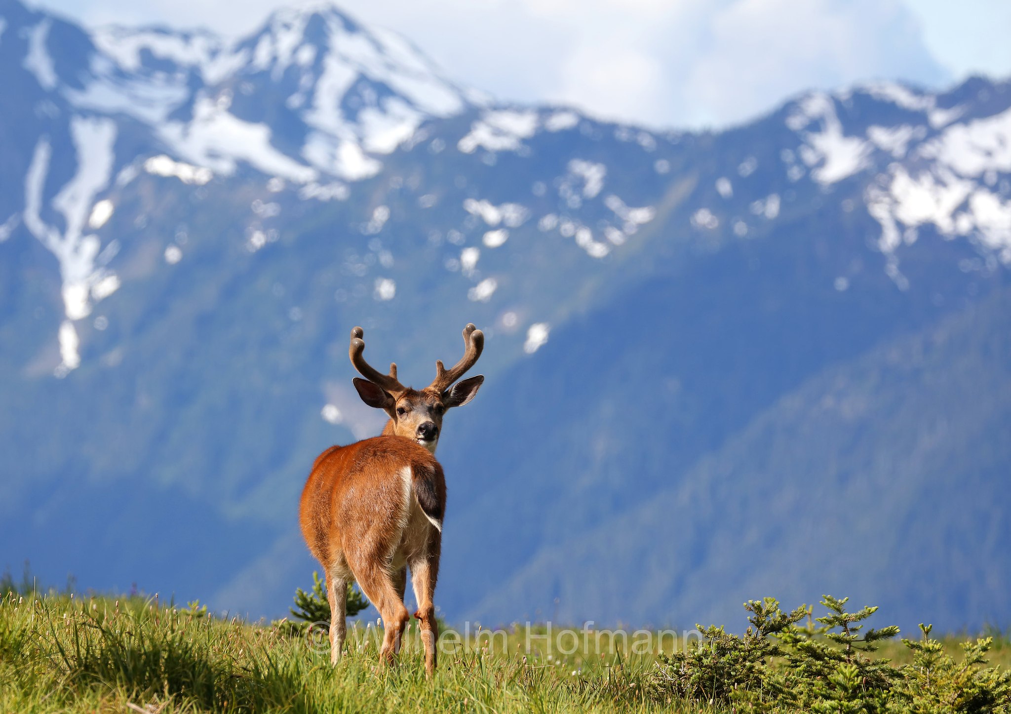 Odocoileus hemionus columbianus, Columbian black-tailed deer, Columbia-Schwarzwedelhirsch, cervo dalla coda nera, Hurricane Ridge, Olympic National Park, Olympic-Nationalpark, Olympic-Nationalpark, Washington, USA