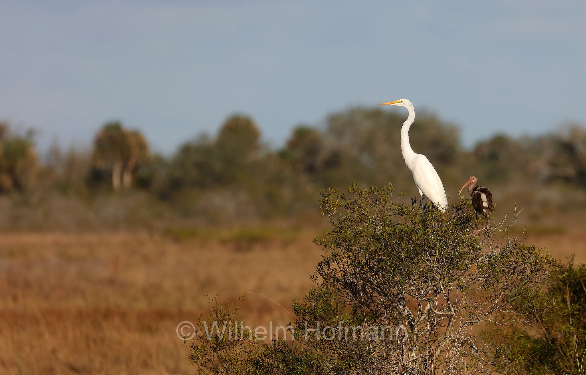 Ardea alba egretta, great egret, common egret, large egret, great white egret, great white heron, Silberreiher, airone bianco maggiore, Sevenmile Slough, Double Trailhead, Kissimmee Prairie Preserve State Park, Florida, USA