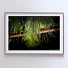 THE ONE - WILDLIFE & NATURE - "Green Chandelier" - LIMITED EDITION 4 of 5
