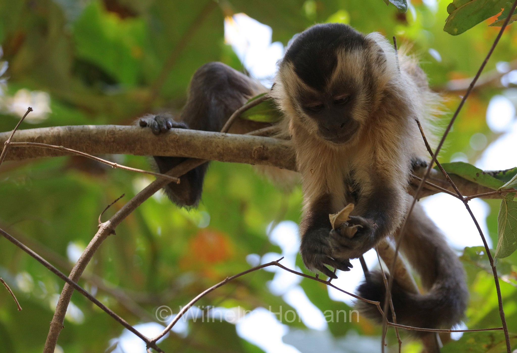 hooded capuchin, Azaras's capuchin, Azara-Kapuzineraffe, cebo di Azara, Sapajus cay, Pantanal, Mato Grosso, Brazil, Brasil, Brasile, Brasilien
