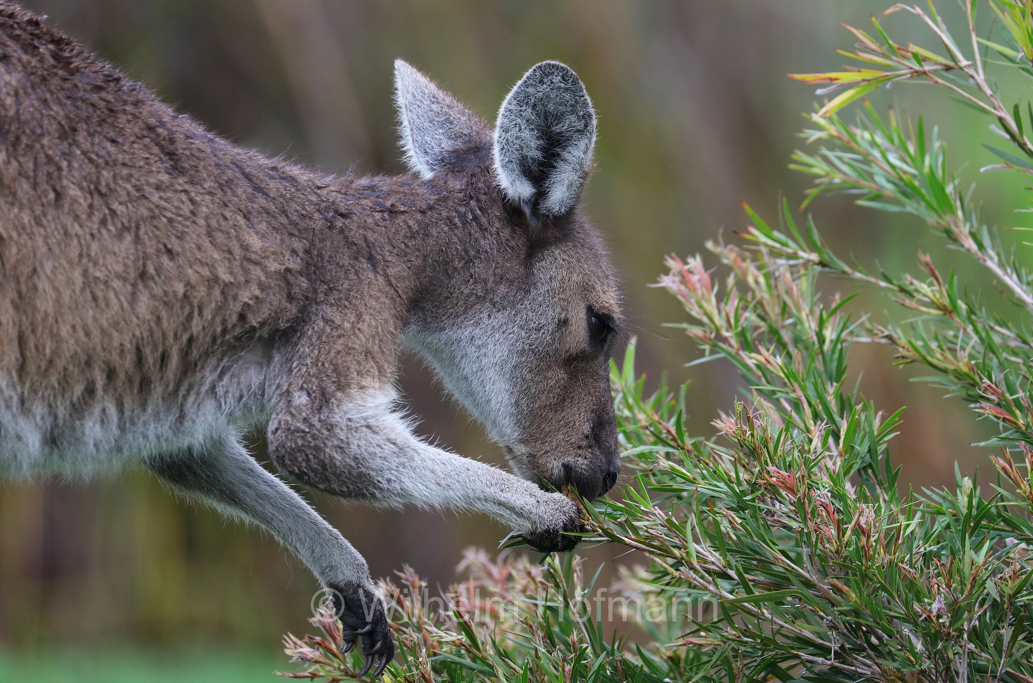 Macropus fuliginosus, western grey kangaroo, western grey giant kangaroo, black-faced kangaroo, mallee kangaroo, sooty kangaroo, Westliches Graues Riesenkänguru, canguro grigio occidentale, Yanchep National Park, Yanchep-Nationalpark, Parco Nazionale Yanchep, Western Australia, Westaustralien, Australia Occidentale, Australia, Australien
