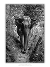 COLLECTION - GIANTS OF THE LAND VERTICAL - "The Thin Track" - LIMITED EDITON 5 of 5