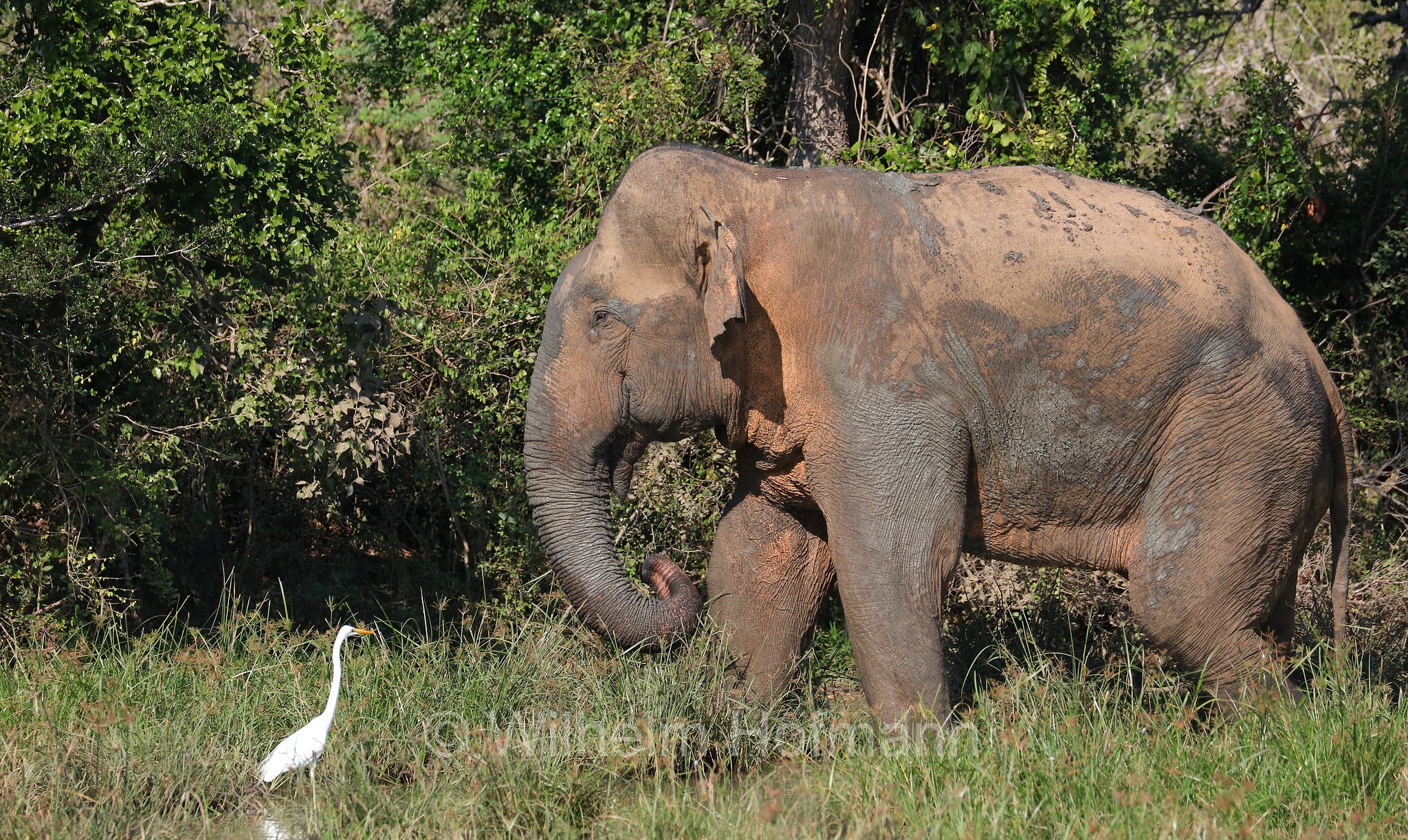 Sri Lankan elephant, Sri-Lanka-Elefant, Ceylon-Elefant, elefante dello Sri Lanka, Elephas maximus maximus, Sri Lanka, Bundala National Park, Bundala Nationalpark, Parco nazionale Bundala