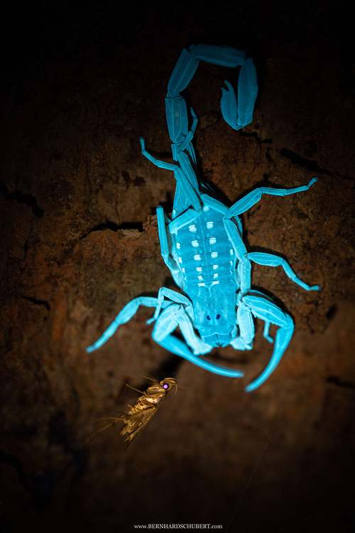 Lychas scutilus – Singapur-Rindenskorpion und Motte unter UV-Licht