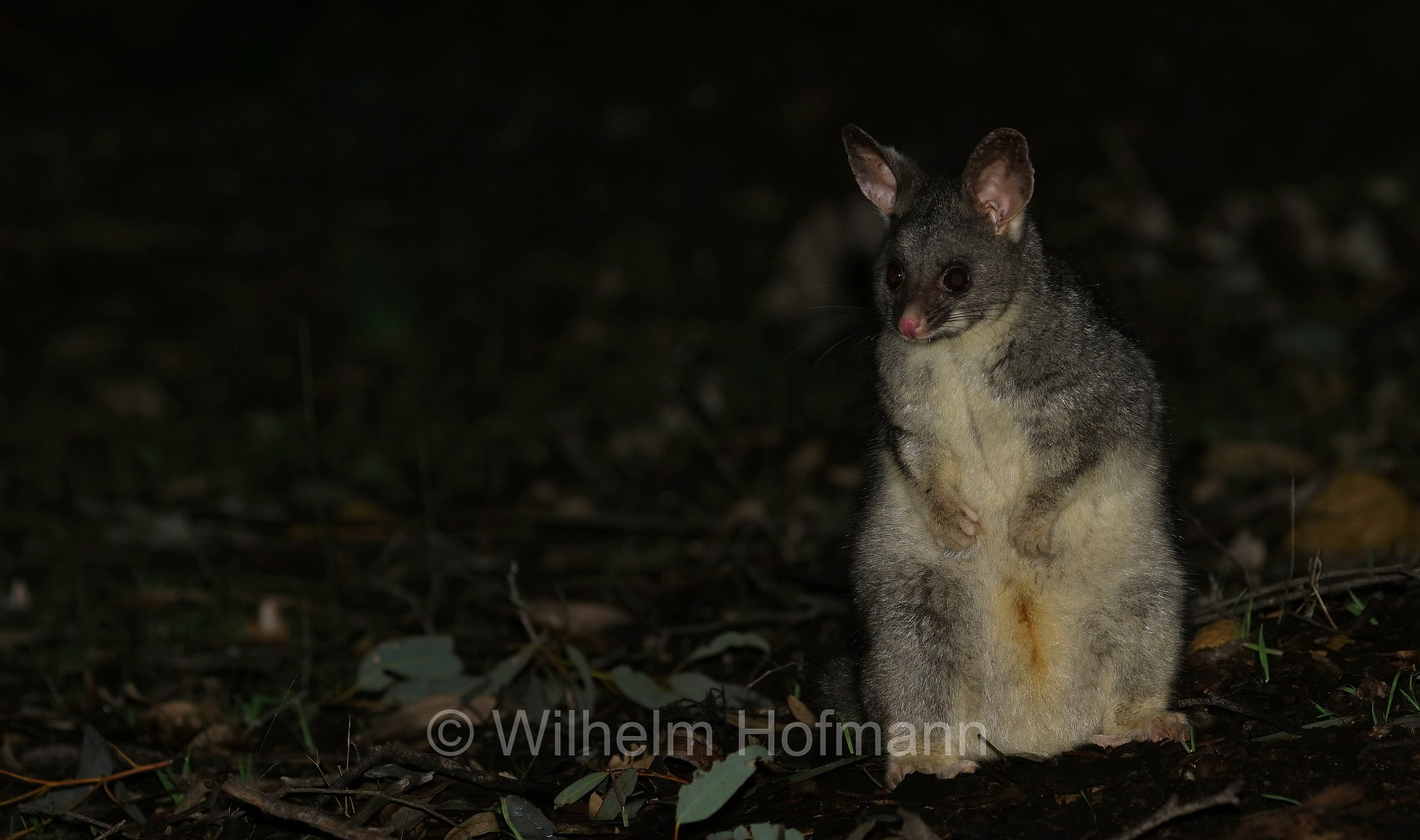 Trichosurus vulpecula, common brushtail possum, Fuchskusu, tricosuro volpino, Woylie Walk, Dryandra Woodland National Park, Dryandra Woodland, Dryandra, Western Australia, Westaustralien, Australia Occidentale, Australia, Australien