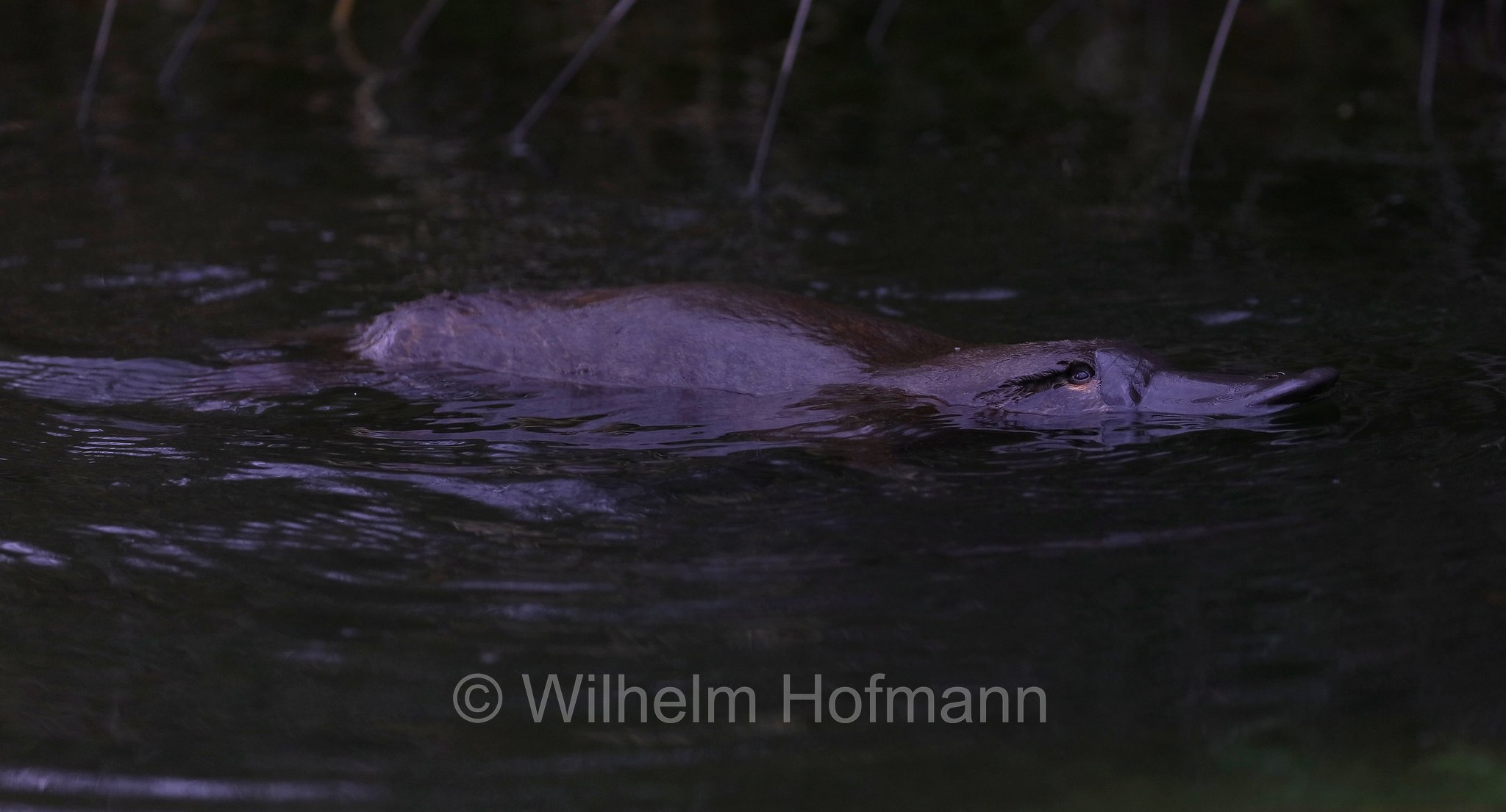 platypus, duck-billed platypus, Schnabeltier, ornitorinco, platipo, Ornithorhynchus anatinus, Tasmanian Arboretum, Tasmania, Tasmanien, Australia, Australien