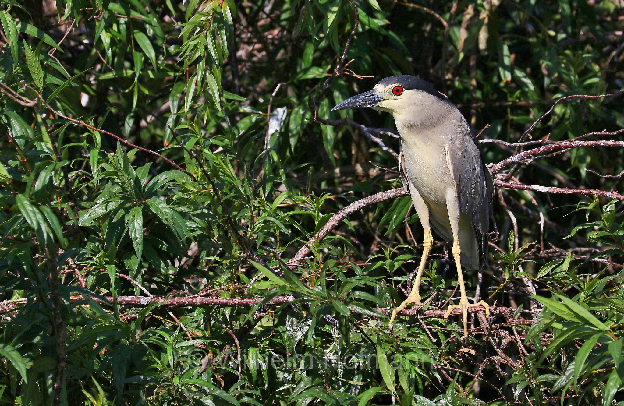 black-crowned night heron, black-capped night heron, night heron, Nachtreiher, nitticora, Nycticorax nycticorax, Iberá Wetlands, Esteros del Iberá, Corrientes, Argentina, Argentinien