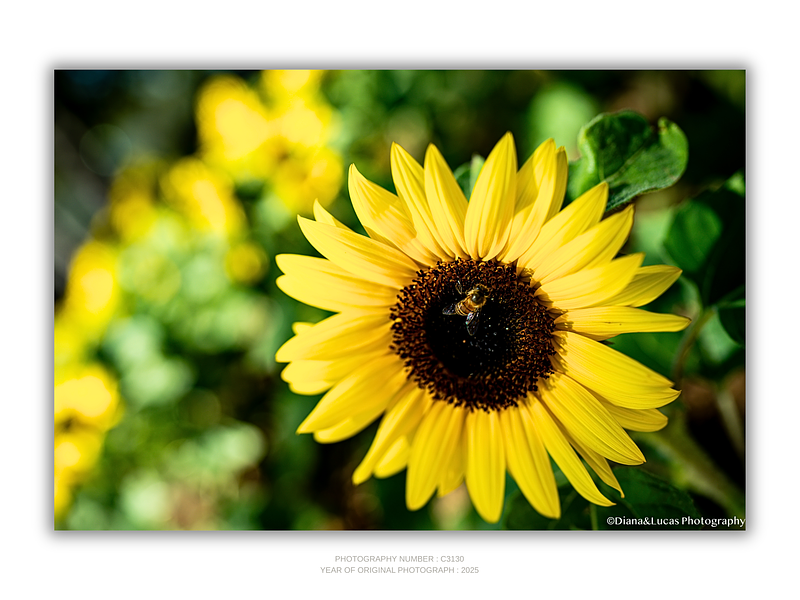 THE ONE - WILDLIFE & NATURE - "Already Working" - LIMITED EDITION 5 of 5