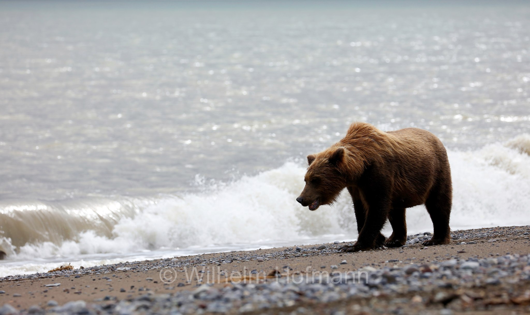 Ursus arctos gyas, Alaska Peninsula brown bear, peninsular grizzly, Alaska-Halbinsel-Braunbär, Alaska-Küstenbraunbär, Alaska-Braunbär, Großer Alaska-Braunbär, orso bruno della penisola dell'Alaska, grizzly peninsulare, grizzly costiero, grizzly gigante, Silver Salmon Creek, Lake Clark National Park, Lake Clark National Park and Preserve, Lake-Clark-Nationalpark, Parco nazionale e riserva di Lake Clark, Alaska, USA