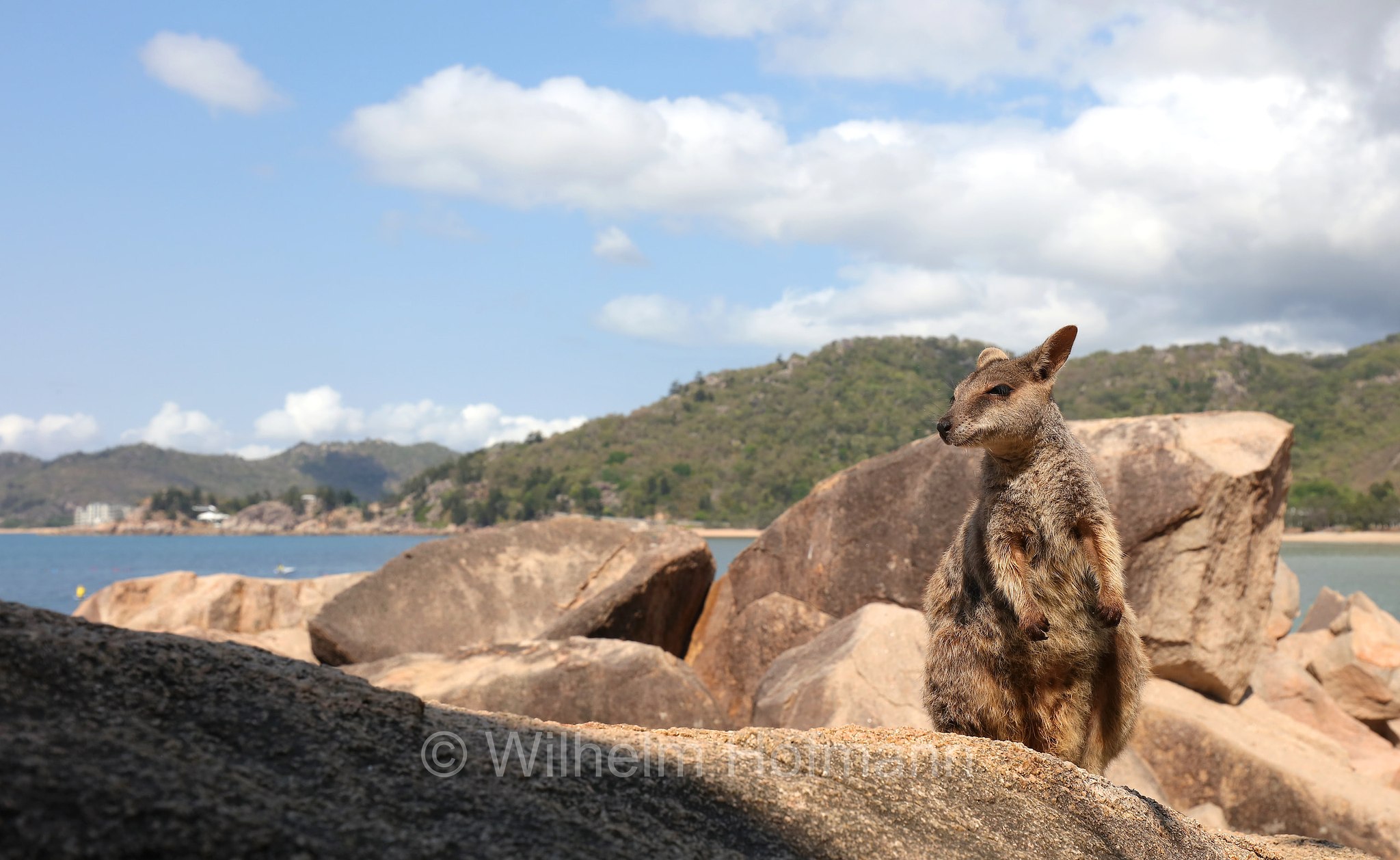 Petrogale assimilis, allied rock-wallaby, Weasel rock-wallaby, Variables Felskänguru, wallaby delle rocce alleato, Geoffrey Bay, Magnetic Island, Queensland, Australia, Australien