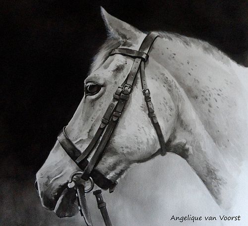 Black-and-white wash ink portrait of a white horse with a handmade bridle, looking left against a dark background
