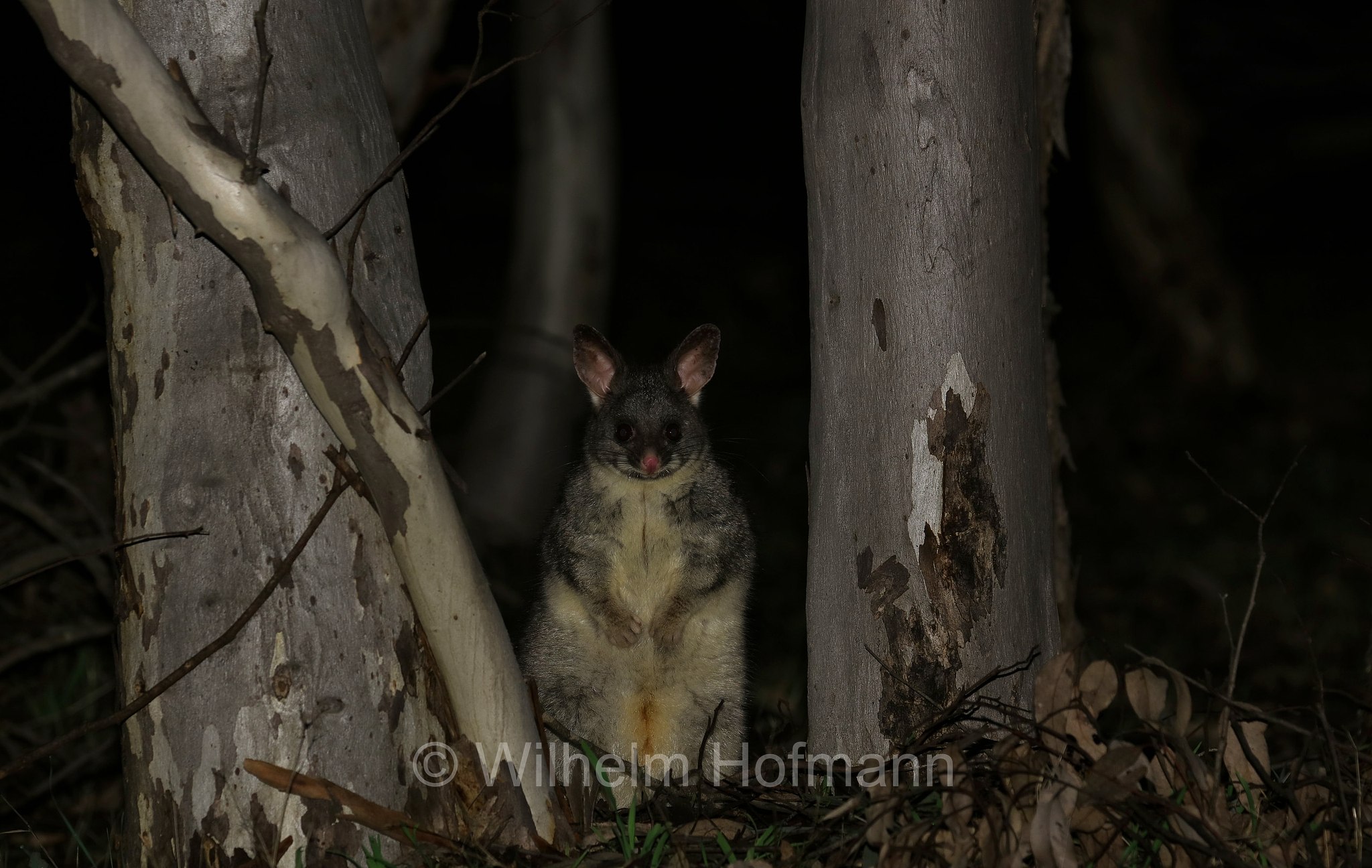 Trichosurus vulpecula, common brushtail possum, Fuchskusu, tricosuro volpino, Woylie Walk, Dryandra Woodland National Park, Dryandra Woodland, Dryandra, Western Australia, Westaustralien, Australia Occidentale, Australia, Australien