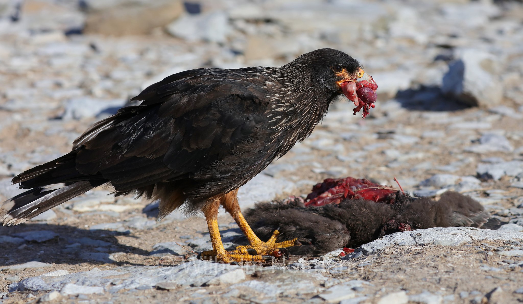 striated caracara, Forster's caracara, Johnny Rook, Falklandkarakara, caracara striato, Daptrius australis, Phalcoboenus australis, Sealion Island, Sea Lion Island, Isla de los Leones Marinos, Falkland Islands, Falklandinseln, Isole Falkland