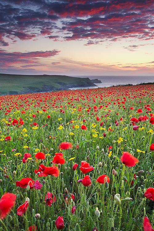 Poppies at Porth joke