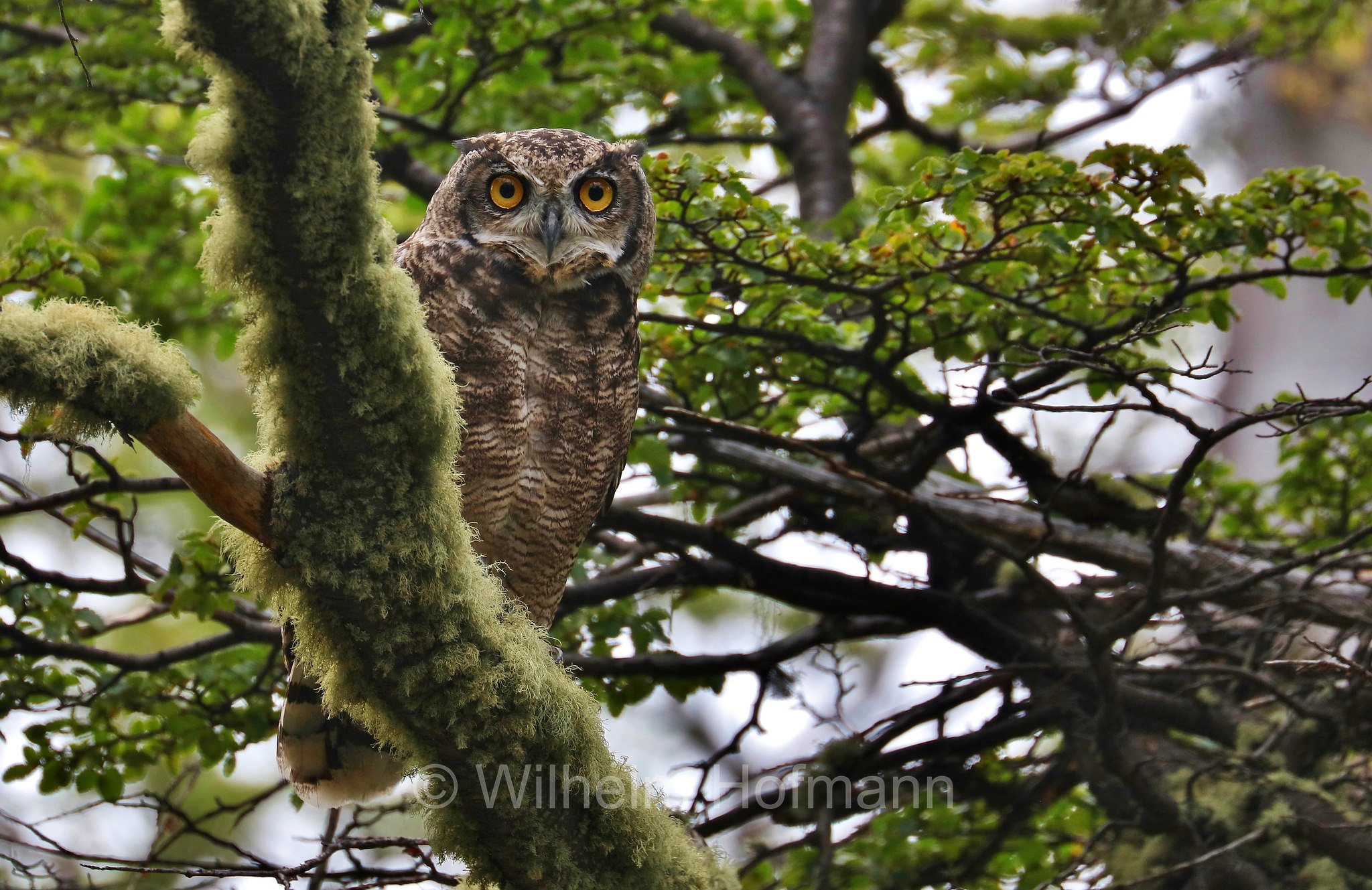 lesser horned owl, Magellanic horned owl, Magellanuhu, Magellan-Uhu, Patagonischer Uhu, Chilenischer Uhu, Chile-Uhu, gufo reale di Magellano, Bubo magellanicus, Torres del Paine National Park, Patagonia, Patagonien, Chile, Cile