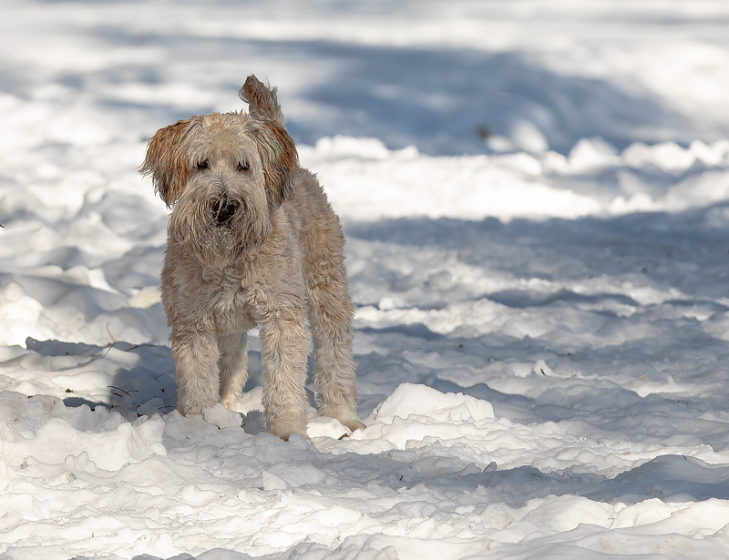 How to Capture Your Pet’s Personality on Camera