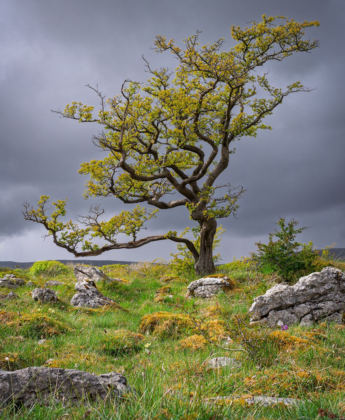 hawthorn