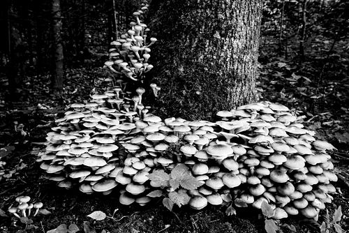 Pilze an Baumstrunk
