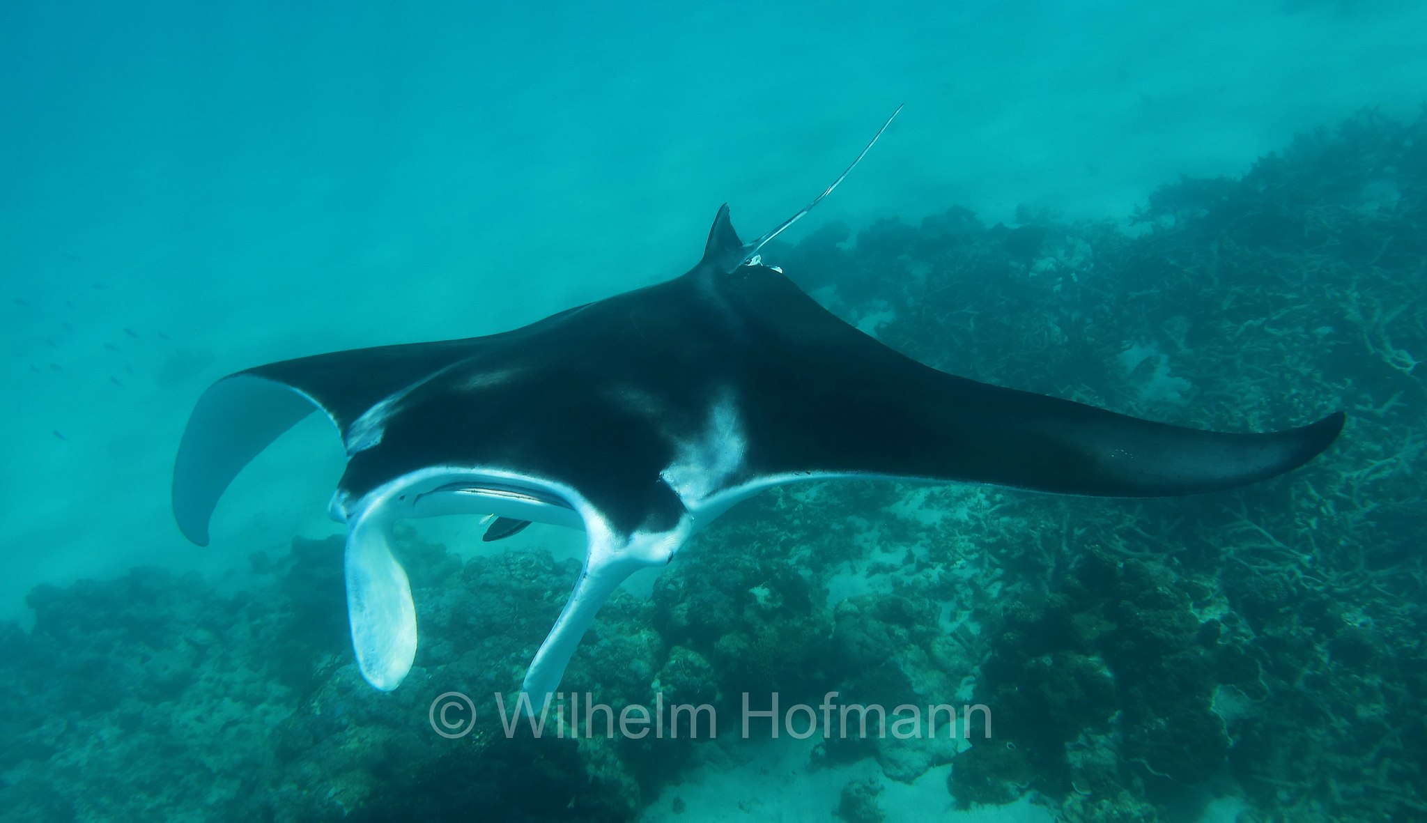 reef manta ray, Riffmanta, manta della barriera corallina, Mobula alfredi, Manta alfredi, Ningaloo Coast, Ningaloo Marine Park, Ningaloo Commonwealth Marine Reserve, Costa di Ningaloo, Western Australia, Westaustralien, Australia Occidentale, Australia, Australien