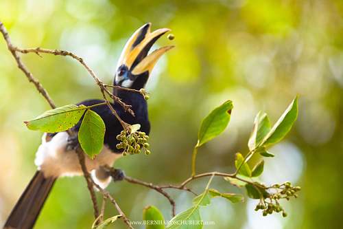 Anthracoceros albirostris - Orienthornvogel