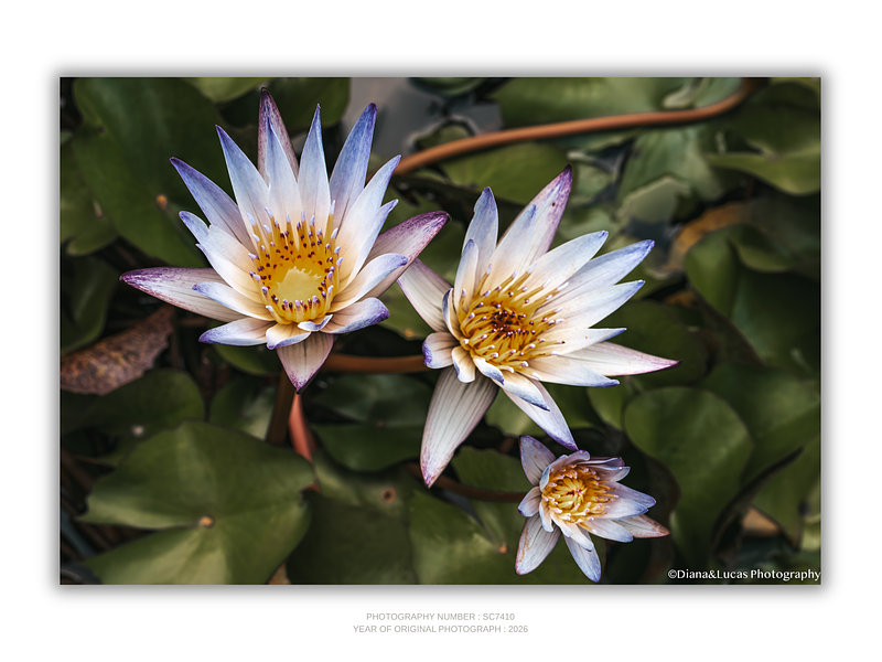 THE ONE - WILDLIFE & NATURE - "Nymphaea Trio" - LIMITED EDITION 5 of 5