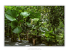 COLLECTION - GIANTS OF THE LAND HORIZONTAL - "Under the Fans" - LIMITED EDITION 10 of 10