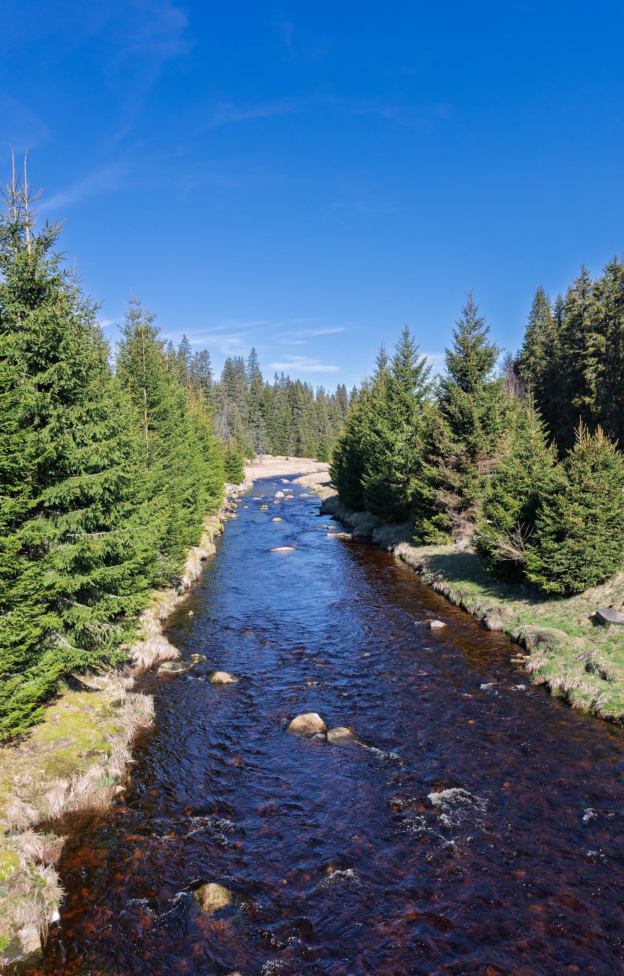 Cours d'eau entre les arbres.