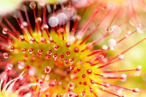 Drosera rotundifolia -  Round-leaved sundew