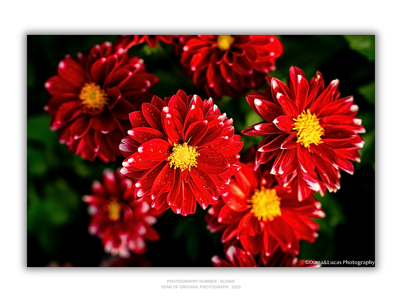 THE ONE - WILDLIFE & NATURE - "After the Rain" - LIMITED EDITION 5 of 5