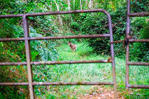 Wildlife