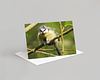 Bird Card Pack