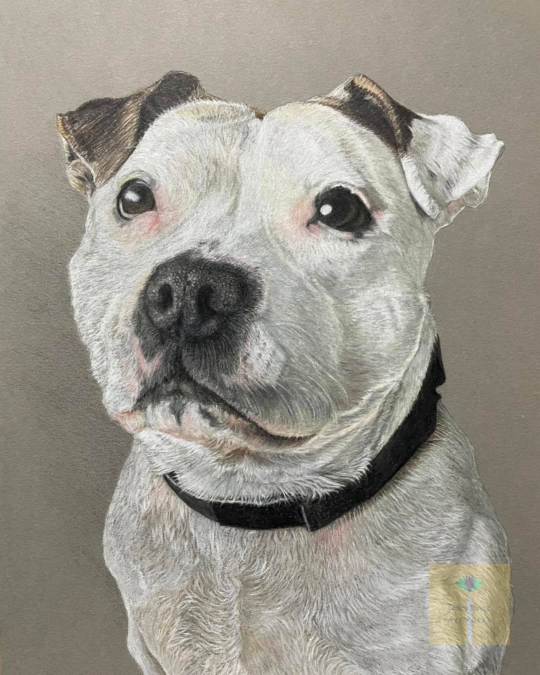White Staffordshire Bull Terrier Pet Portrait, white staffie portrait, staffie pet portrait,