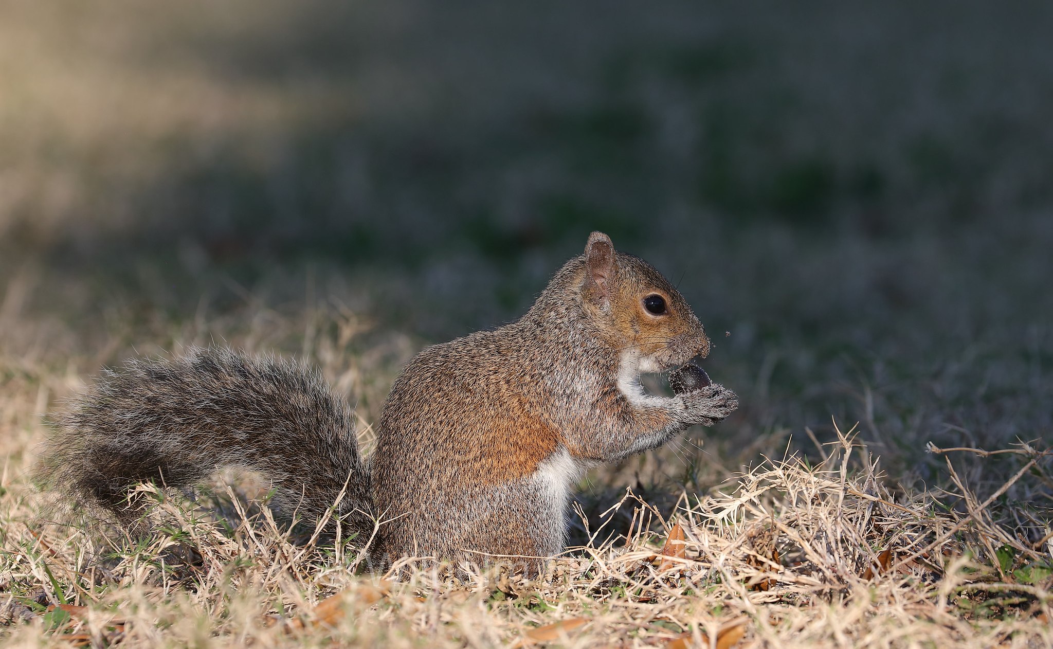 Sciurus carolinensis, eastern gray squirrel, grey squirrel, Grauhörnchen, Östliches Grauhörnchen, scoiattolo grigio nordamericano, scoiattolo grigio orientale, North Beach, Fort DeSoto Park, Florida, USA