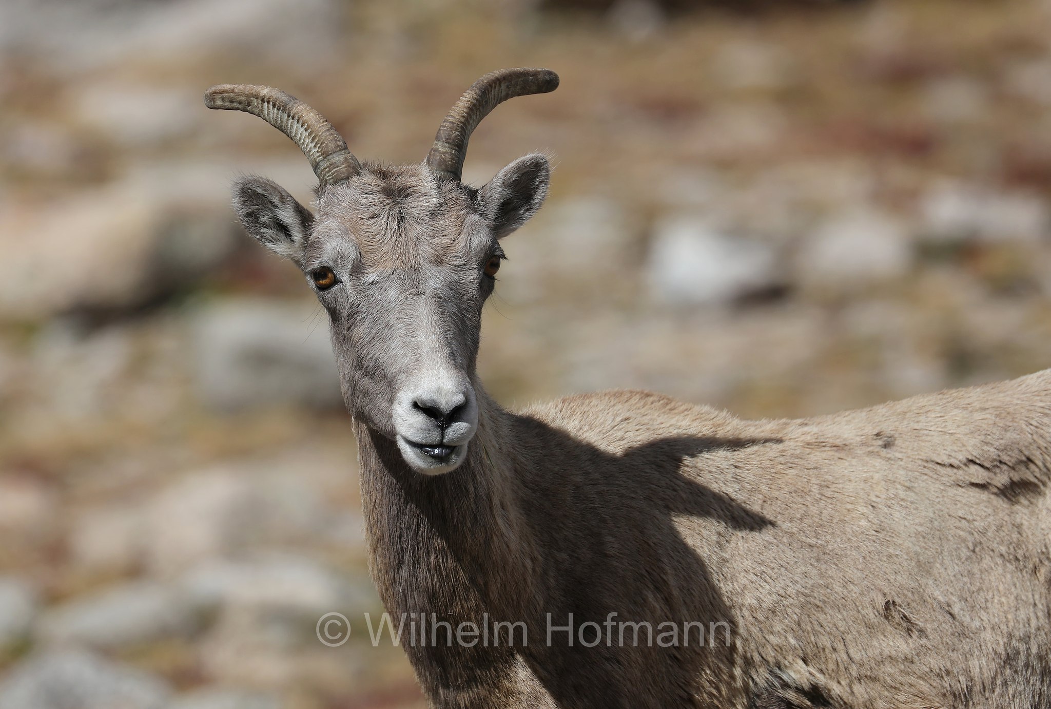 Ovis canadensis canadensis, Rocky Mountain bighorn sheep, Rocky-Mountains-Dickhornschaf, bighorn delle Montagne Rocciose, Summit Lake, Summit Lake Park, Colorado, USA
