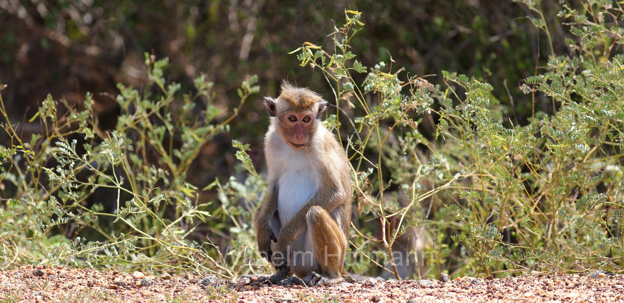 toque macaque, Ceylon-Hutaffe, macaco dal berretto, ﻿Macaca sinica, Kirinda, Sri Lanka