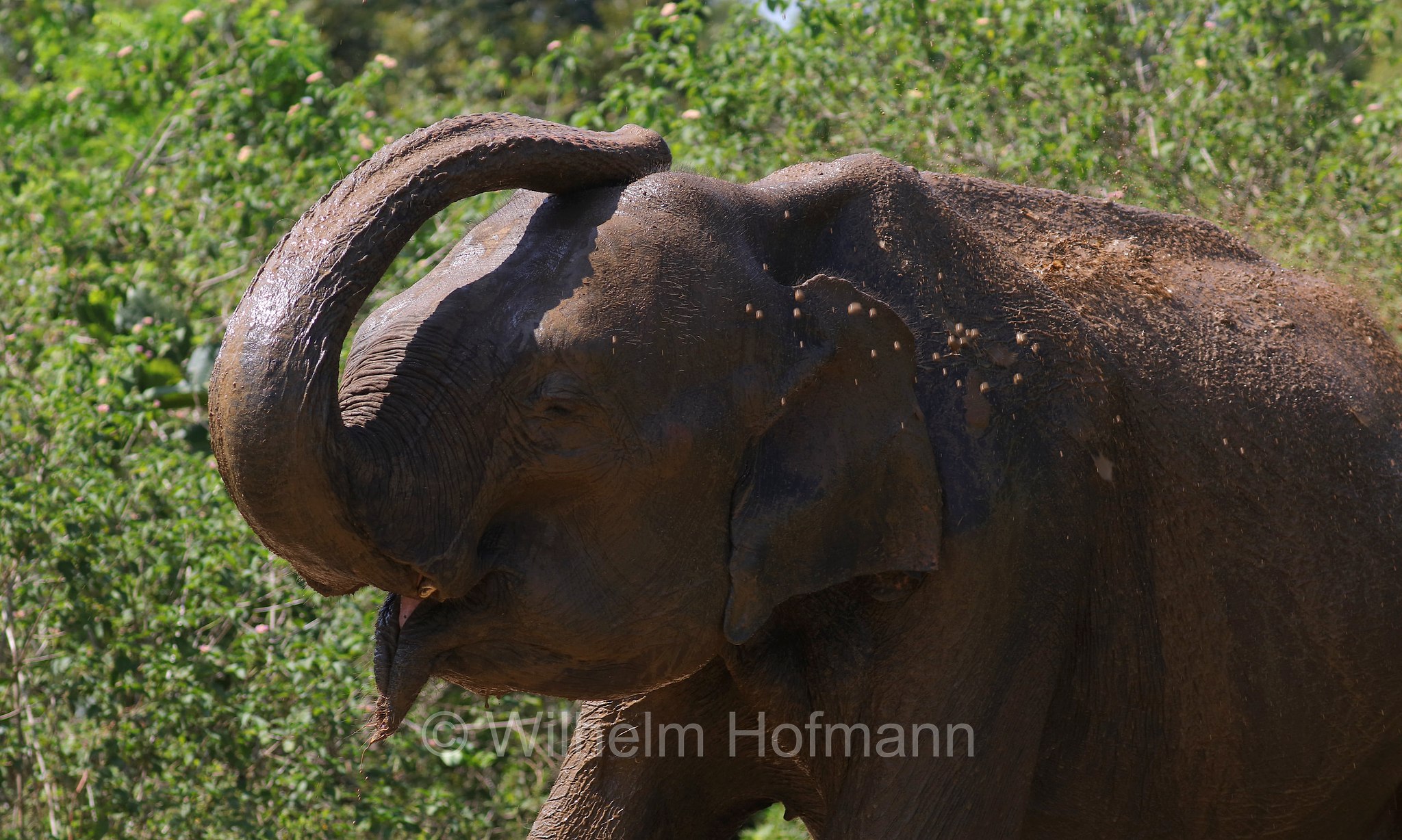 Sri Lankan elephant, Sri-Lanka-Elefant, Ceylon-Elefant, elefante dello Sri Lanka, Elephas maximus maximus, Sri Lanka, Udawalawe National Park, Udawalawe Nationalpark, Parco nazionale di Udawalawe