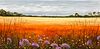 Australian Outback Wildflower Meadow