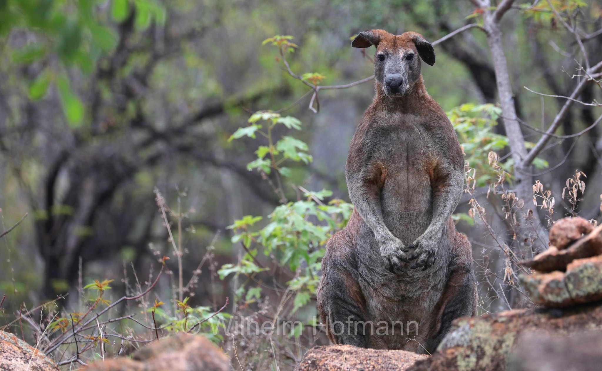 Osphranter robustus, common wallaroo, euro, hill wallaroo, wallaroo, Bergkänguru, Wallaroo, canguro delle rocce, wallaroo robusto, Bluff Walk, Undara Volcanic National Park, Undara-Volcanic-Nationalpark, parco nazionale Undara Volcanic, Queensland, Australia, Australien
