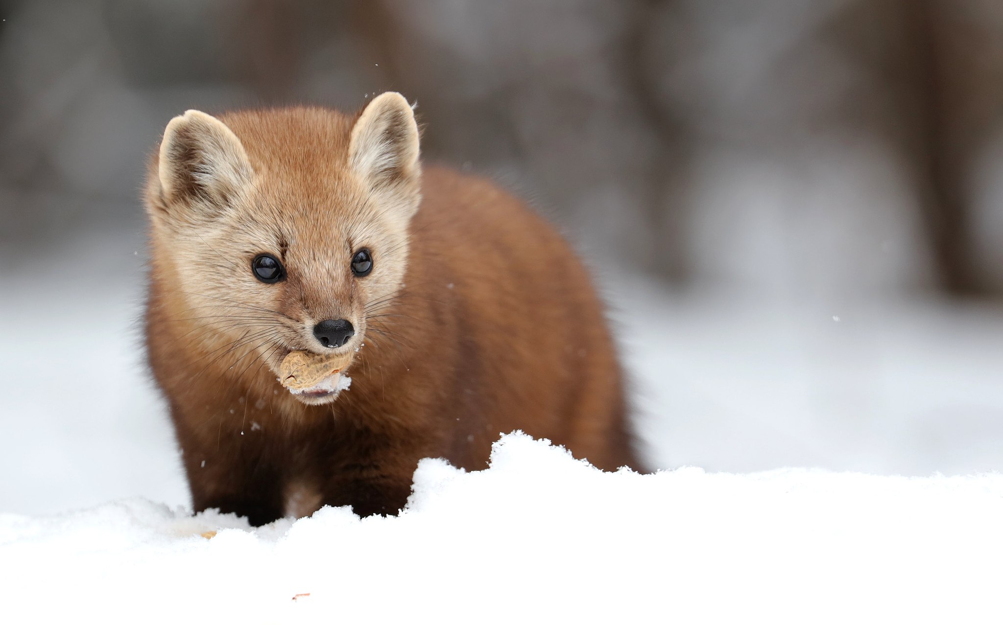 Martes americana, American marten, American pine marten, pine marten, Fichtenmarder, martora americana, Costello Creek, Algonquin Provincial Park, Parco provinciale di Algonquin, Ontario, Canada, Kanada