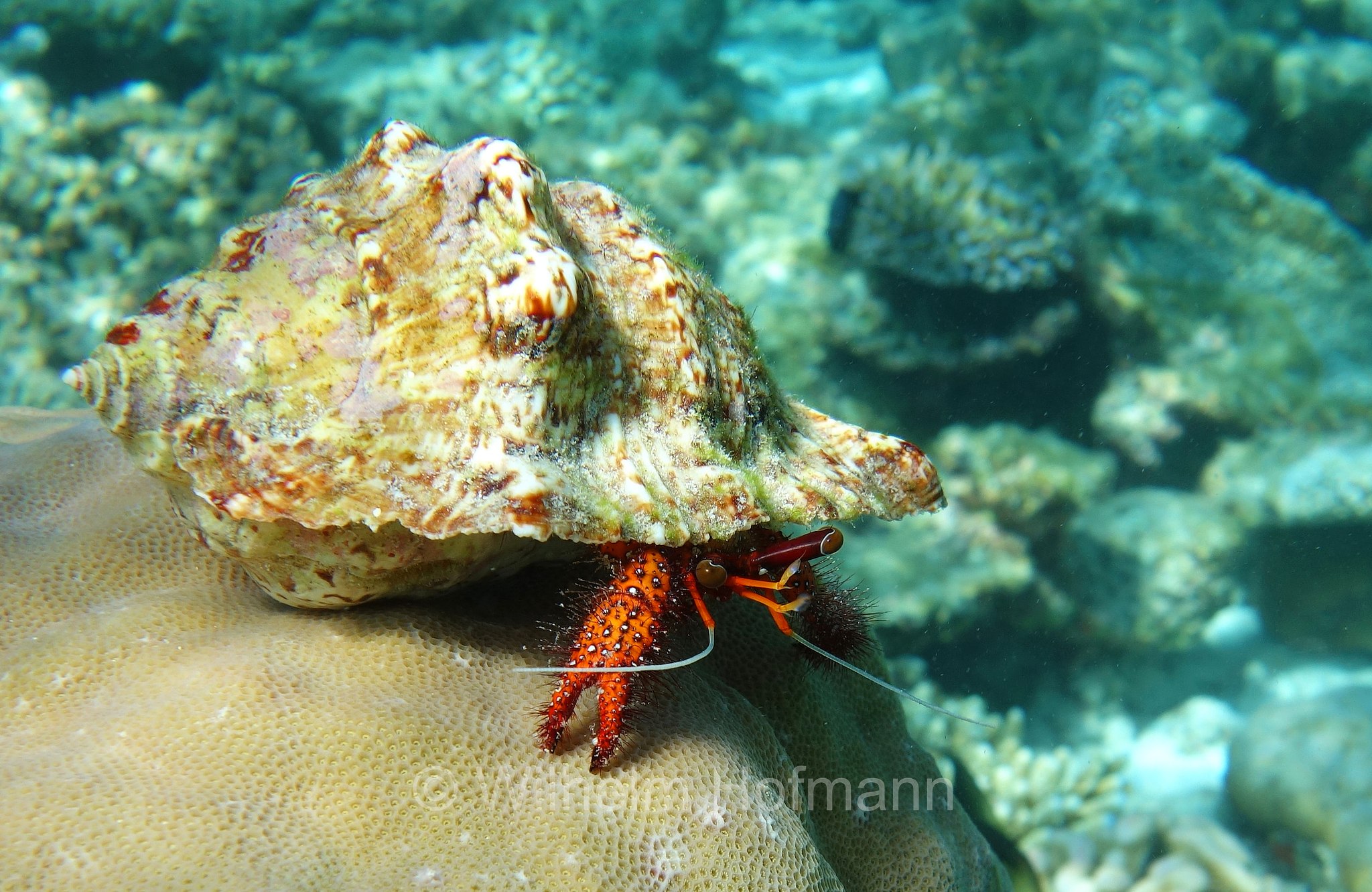 white-spotted hermit crab, spotted hermit crab, Weißpunkt-Einsiedler, Weiß-Gepunkteter Einsiedlerkrebs, Roter Einsiedlerkrebs, paguro eremita zampe rosse, paguro eremita a punti bianchi, Dardanus megistos, Malediven, Maldives, Maledive, fihalhohi island resort