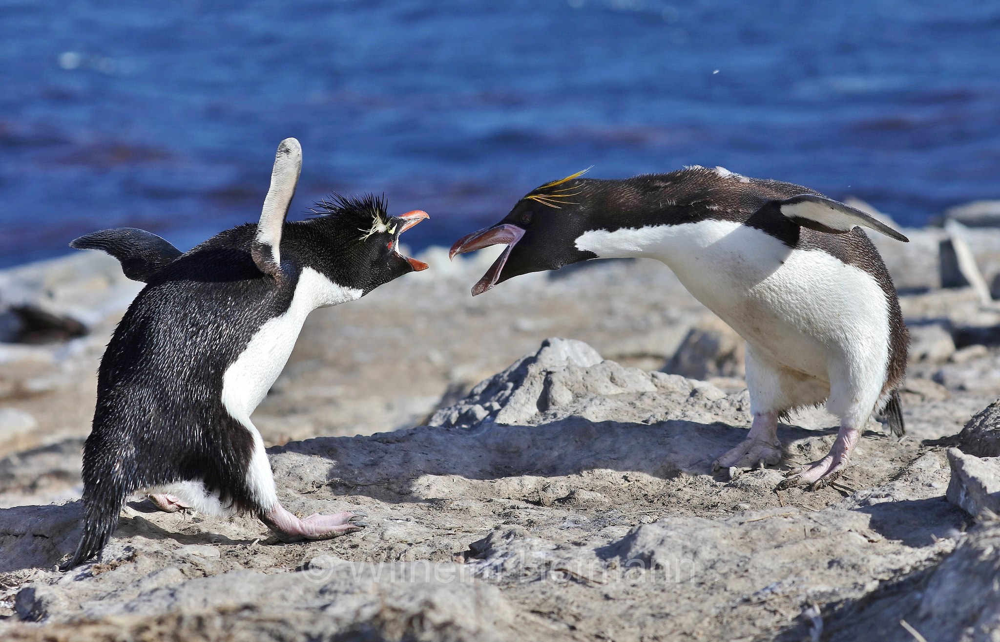 western rockhopper penguin, Felsenpinguin, pinguino saltarocce, Eudyptes chrysocome, Bleaker Island, Isla María, Falkland Islands, Falklandinseln, Isole Falkland