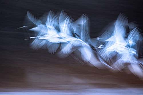 Traces of Wings