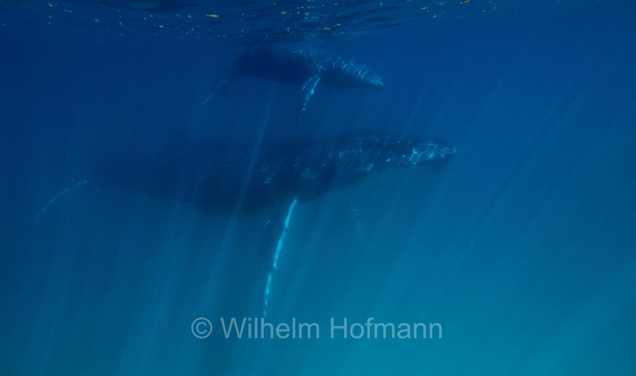 Humpback Whale, Buckelwal, megattera, Megaptera novaeangliae, Ningaloo Coast, Ningaloo Marine Park, Ningaloo Commonwealth Marine Reserve, Costa di Ningaloo, Western Australia, Westaustralien, Australia Occidentale, Australia, Australien