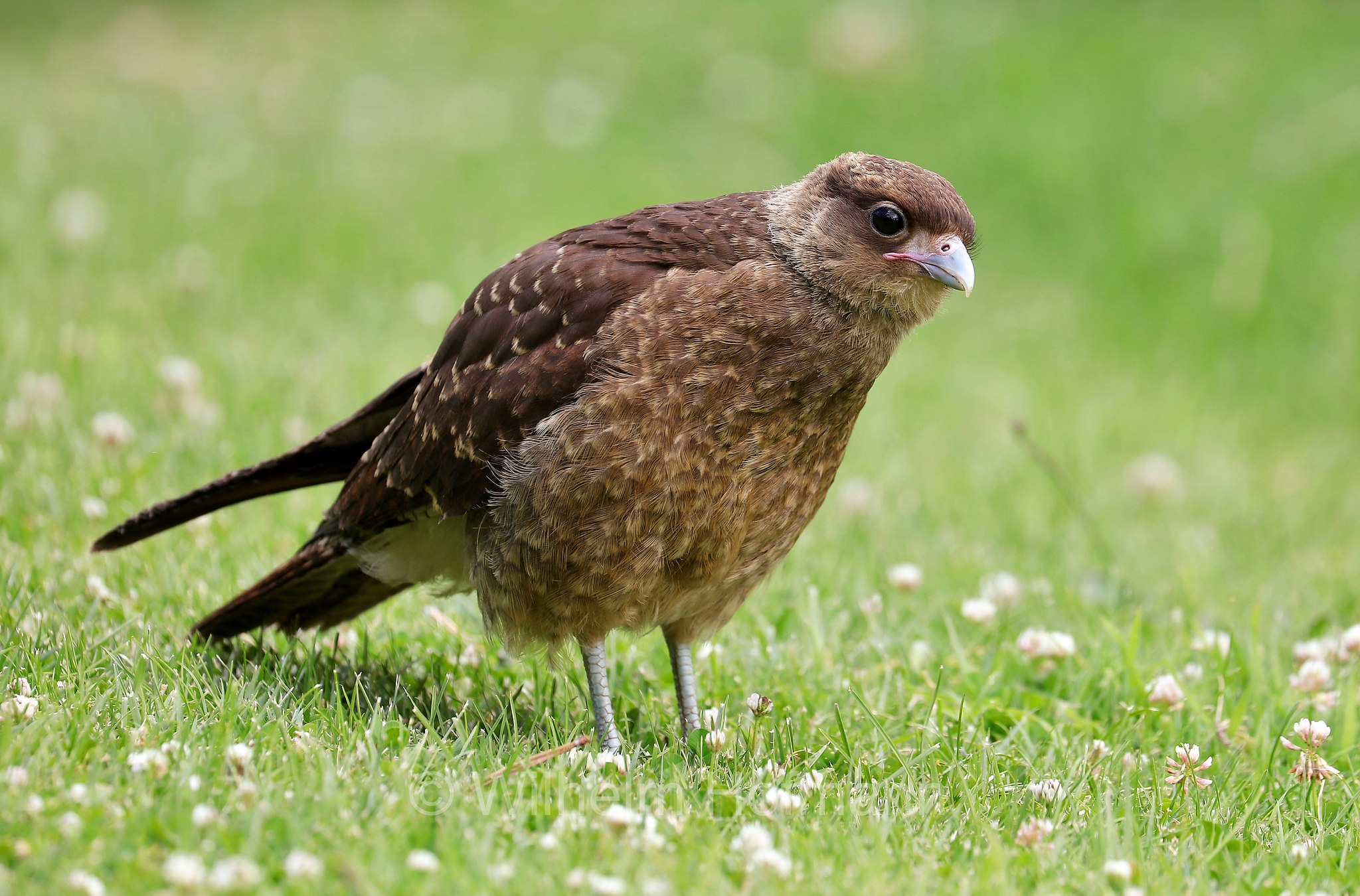 chimango caracara, chimango, tiuque, Chimangokarakara, caracara chimango, Daptrius chimango, Phalcoboenus chimango, Milvago chimango, San Carlos de Bariloche, Bariloche, Rio Negro, Río Negro, Argentina, Argentinien