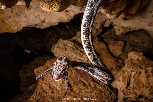 Pseudelaphe phaescens - Yucatan rat snake